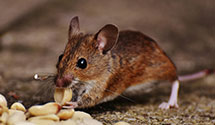 24 Hour & Emergency Exterminators in Neshanic Station, NJ